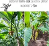 Große Essbanane Samen (Musa x paradisiaca) - Exotische Produktbild-Vorschau 3