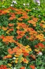 Achillea millefolium 'Terracotta', Schafgarbe, orange, ca. Produktbild-Vorschau 9