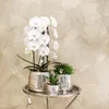 Hummingbird Orchids - White Phalaenopsis Orchid - Niagara Podgląd zdjęcia produktu 6