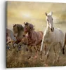 Bild auf Leinwand - Leinwandbild - Pferd Tier Natur - Produktbild-Vorschau 1
