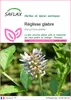 SAFLAX  - Réglisse glabre - 30 graines - Glycyrrhiza Voir les images du produit 1