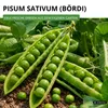 Markerbsen Bördi Samen - Pisum sativum - Erbsensamen - Produktbild-Vorschau 2