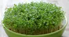 Kresse Ganzjahres-Gemüse-Sprossensamen 10G Produktbild-Vorschau 11