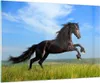 Bilder auf glas - Schwarzes Pferd Pferd Galopp - 100x70cm - Produktbild-Vorschau 1
