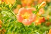 Campsis radicans 'Grandiflora', Trompetenblume, orange, Produktbild-Vorschau 6