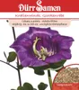 Glockenrebe | Glockenrebensamen von Dürr Samen Produktbild-Vorschau 1