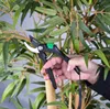 BRÜDER MANNESMANN Bypass-Gartenschere schwarz/grün Produktbild-Vorschau 3