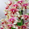 Kolibri Orchids | Orange-Gelbe Phalaenopsis-Orchidee Produktbild-Vorschau 3