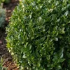 Bloomique - Lot de 2 - Ilex Crenata Jenny - Houx japonais - Voir les images du produit 5