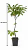 Esskastanie Castanea sativa 100–120 cm – winterharter Produktbild-Vorschau 5