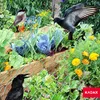 A garden with vegetables and flowers, protected by a green net, with birds present. Anteprima dell’immagine prodotto