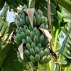 Banane naine (Musa acuminata) - 5 graines Voir les images du produit 1