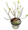 Ortensia Hydrangea arborescens 'Strong Annabelle' Ø 19 cm, Anteprima dell’immagine prodotto 2