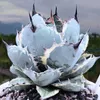 Semena Agave Titanota 'Blue' - balení 5 ks - Exotická Náhled obrázku produktu 8