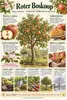 Apfelbaum ‘Roter Boskoop’ 100–120 cm – Malus domestica, Produktbild-Vorschau 3