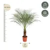 Phoenix Roebelenii - 150 Cm - Ø27 Voir les images du produit 2