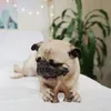 Benebone - Kauknochenspielzeug für erwachsene Hunde mit Produktbild-Vorschau 3