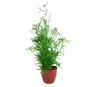 Gardners Asparagus Falcatus, priemer 12 cm Náhľad obrázku produktu 2