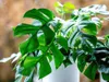 Gardners Monstera minima, průměr 12-13 cm Náhled obrázku produktu 2