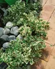 Euonymus fortunei 'Emerald Gaiety', Kriechspindel, Produktbild-Vorschau 11