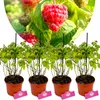 A collage of a close-up of ripe raspberries and four potted raspberry plants. Produktbild-Vorschau