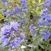 2 x  Caryopteris clandonensis 'Kew Blue'  | 30-40 cm in Anteprima dell’immagine prodotto 2