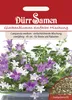 Glockenblume einfache Mischung | Glockenblumensamen von Produktbild-Vorschau 3