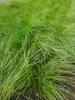 Stipa Tenacissima Pony Tails 1L Anteprima dell’immagine prodotto 4