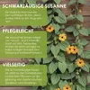 Schwarzäugige Susanne (Thunbergia alata) - Wunderschöne Produktbild-Vorschau 2