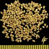 A pile of gold nuggets on a black background with a ruler at the bottom. Produktbild-Vorschau