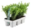 Plants by Frank | 6 Stechpalme Pflanzen | Ilex Crenata Produktbild-Vorschau 1