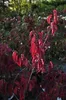 Stachyurus chin. 'Celina' - Chiński ogon perłowy 40- 50 cm Podgląd zdjęcia produktu 4