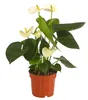 Dehner Große Flamingoblume, Anthurium andreanum, weiße Produktbild-Vorschau 1