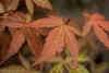Acer palmatum 'Atropurpureum', Japanischer Ahorn, Produktbild-Vorschau 7