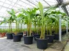 Bananenstaude als 3er Gruppe  Banane Musa Basjoo 220 cm Produktbild-Vorschau 7