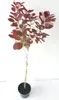 Cotinus coggygria ‘Royal Purple’ - Stamm 110-120 cm – Produktbild-Vorschau 1