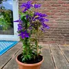 3 x Clematis Kletterplanzen Mix (3 Pflanzen): 3 kaufen/2 Produktbild-Vorschau 8