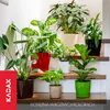 A collection of potted plants arranged on wooden steps, showcasing various plant pots in different colors. Anteprima dell’immagine prodotto