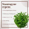 Aquarium Pflanze Staurogyne repens Tropica Nr.049G TC in Produktbild-Vorschau 2