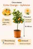 Citrus sinensis – Pianta di arancio 70–100 cm – Arancio – Anteprima dell’immagine prodotto 2