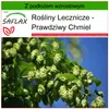 SAFLAX - Prawdziwy Chmiel - 50 Nasiona - Z podłożem Podgląd zdjęcia produktu 5