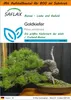 SAFLAX - Garden in the Bag - Bonsai - Goldkiefer - 20 Samen Produktbild-Vorschau 1