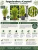 Fargesia robusta 'Campbell' 140–200 cm – Zimozielona Podgląd zdjęcia produktu 2