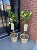 Kirschlorbeer Prunus laurocerasus Etna Stamm-plant Productafbeelding-voorbeeld 5