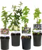 GreenboutiQ - Passionsblume - Passiflora Rainbow - Blume Produktbild-Vorschau 2