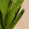 A close-up view of vibrant green palm fronds against a soft, neutral background. Produktbild-Vorschau