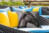 MuchoWow® Outdoor Kissen - Pferd - Halfter - Porträt - Produktbild-Vorschau 4