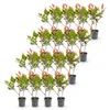 Green boutiQ - 16x Photinia fraseri Little Red Robin - Produktbild-Vorschau 2