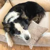 A dog is resting on a dog bed with a pillow. Náhled obrázku produktu
