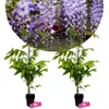Sada 2 čínskych vistérií – Wisteria sinensis – výška 50 cm Náhľad obrázku produktu 1